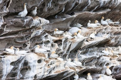 Northern Gannet (Morus bassanus), cliffs of the  Noss national Nature Reserve.