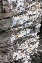 Northern Gannet (Morus bassanus), cliffs of the  Noss national Nature Reserve.