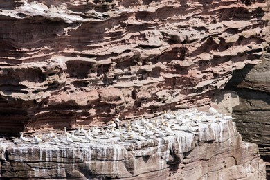 Northern Gannet (Morus bassanus), cliffs of the  Noss national Nature Reserve.
