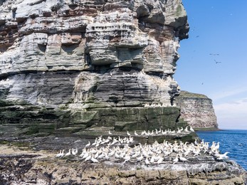 Northern Gannet (Morus bassanus), cliffs of the  Noss national Nature Reserve.