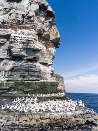 Northern Gannet (Morus bassanus), cliffs of the  Noss national Nature Reserve.