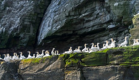 Northern Gannet (Morus bassanus), cliffs of the  Noss national Nature Reserve.