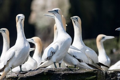 Northern Gannet (Morus bassanus), cliffs of the  Noss national Nature Reserve.
