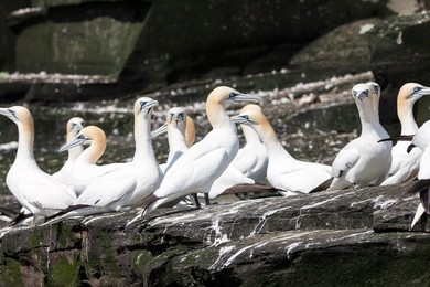 Northern Gannet (Morus bassanus), cliffs of the  Noss national Nature Reserve.