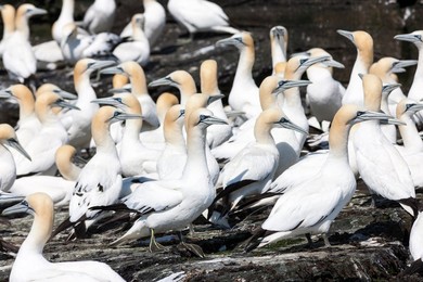 Northern Gannet (Morus bassanus), cliffs of the  Noss national Nature Reserve.