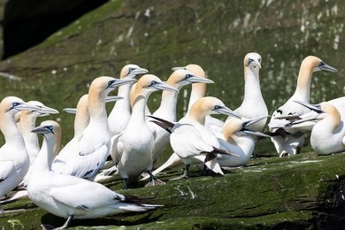 Northern Gannet (Morus bassanus), cliffs of the  Noss national Nature Reserve.