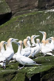 Northern Gannet (Morus bassanus), cliffs of the  Noss national Nature Reserve.