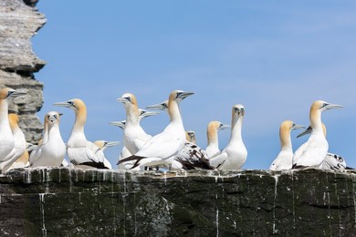 Northern Gannet (Morus bassanus), cliffs of the  Noss national Nature Reserve.