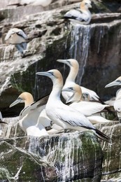 Northern Gannet (Morus bassanus), cliffs of the  Noss national Nature Reserve.