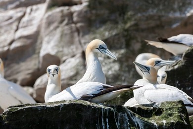 Northern Gannet (Morus bassanus), cliffs of the  Noss national Nature Reserve.