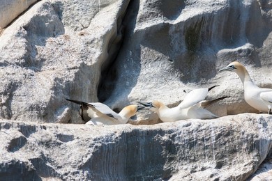 Northern Gannet (Morus bassanus), cliffs of the  Noss national Nature Reserve.