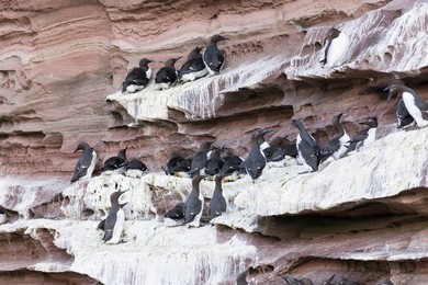 Common Murre (Uria aalge), cliffs of the  Noss national Nature Reserve.   Europe