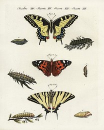 Image 197534667
