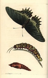 Image 197534747