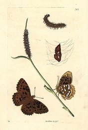 Image 197534805