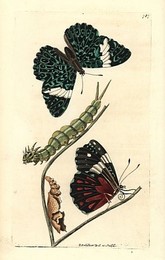 Image 197534874