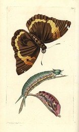 Image 197535433