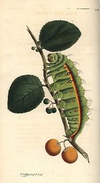 Image 197535861