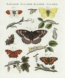 Image 197537326