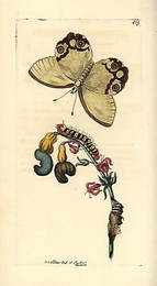 Image 197537514