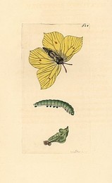 Image 197538398
