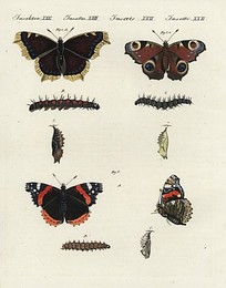 Image 197538531