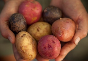 Farmer's Market: food, vendors and shoppers. Idaho