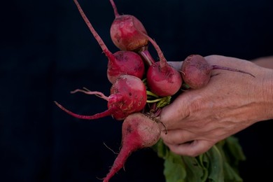 Farmer's Market: food, vendors and shoppers. Idaho. Organic radish.