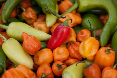 Farmer's Market: food, vendors and shoppers. Organic peppers. Idaho