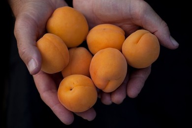 Farmer's Market: food, vendors and shoppers. Idaho. Local, organic apricots.