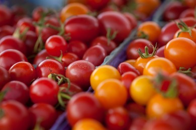 Farmer's Market: food, vendors and shoppers. Idaho. Organic tomato.
