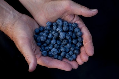 Farmer's Market: food, vendors and shoppers. Idaho. Local, organic blueberries
