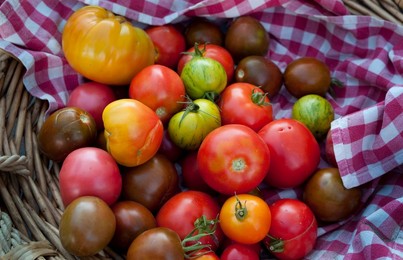 Farmer's Market: food, vendors and shoppers. Idaho. Organic tomato.