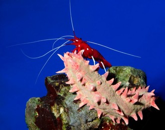 Fire shrimp or Scarlet cleaner shrimp on a Candy sea cucumber