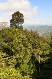 Rainforest landscape. Doi Pha Hom Pok National Park. Thailand.