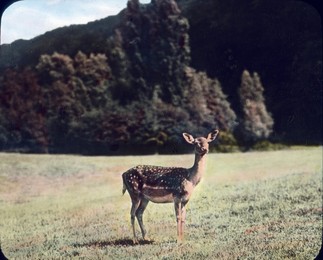 Image 199857157
