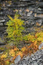 Rowan (Sorbus aucuparia) tree and ferns..........