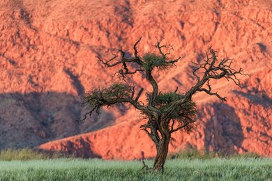 Acacia tree. NamibRand Nature Reserve, N..........