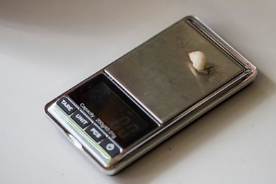 Annual Weigh-in at London Zoo