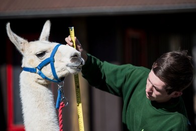 Annual Weigh-in at London Zoo