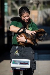 Annual Weigh-in at London Zoo