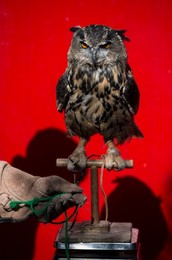 Annual Weigh-in at London Zoo