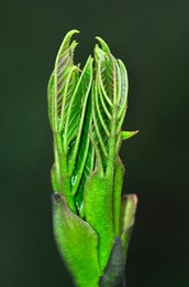 Ash bud breaking in spring. Dorset, UK M..........