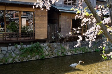 Image 206243289