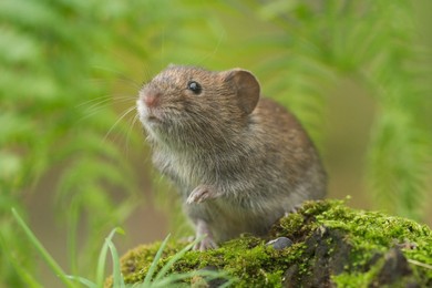 Bank Vole (Myodes glareolus) Landscape f..........
