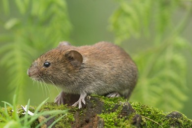 Bank Vole (Myodes glareolus) Landscape f..........