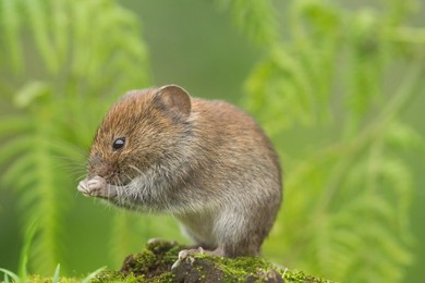 Bank Vole (Myodes glareolus) Landscape f..........