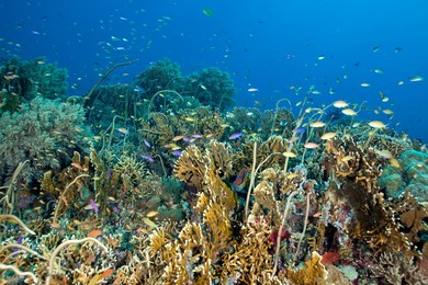 Reef covered with fire coral, Millepora..........