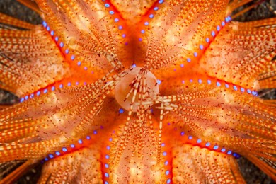 Fire urchin, Astropyga radiata, Lembeh S..........