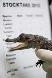 Annual weigh in of animals at London zoo